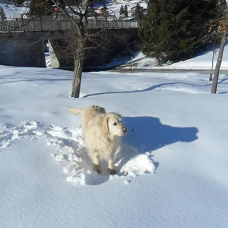 Pensión Gaestehaus Walpurga Russbach am Pass Gschütt